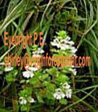 Eyebright P.E.(Shirley At Virginforestplant Dot Com)